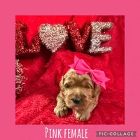 Pink Female , a female Goldendoodle for sale in Hilbert, WI – Photo 4 of 8