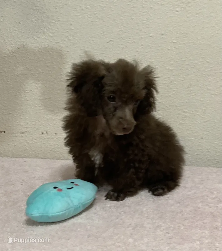 Rascal – Poodle - Toy  puppy for sale in Folsom, LA