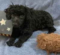 Inky BOY, a male Poodle - Toy  for sale in Folsom, LA – 4 of 4