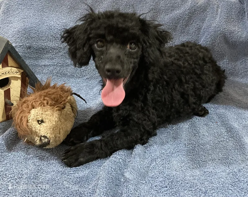 Inky BOY – Poodle - Toy  puppy for sale in Folsom, LA