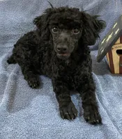 Inky BOY, a male Poodle - Toy  for sale in Folsom, LA – 3 of 4