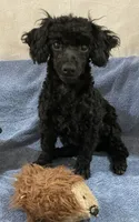 Inky BOY, a male Poodle - Toy  for sale in Folsom, LA – 2 of 4