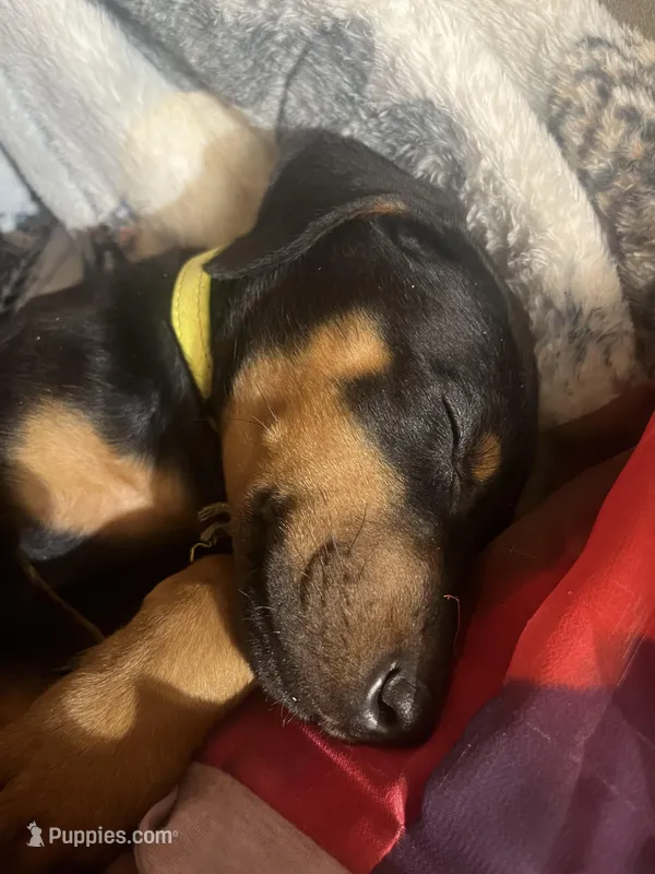 Cyan – Doberman Pinscher puppy for sale in Tacoma, WA