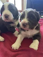 Bobo, a male Newfypoo for sale in Collinsville, AL – Photo 6 of 7