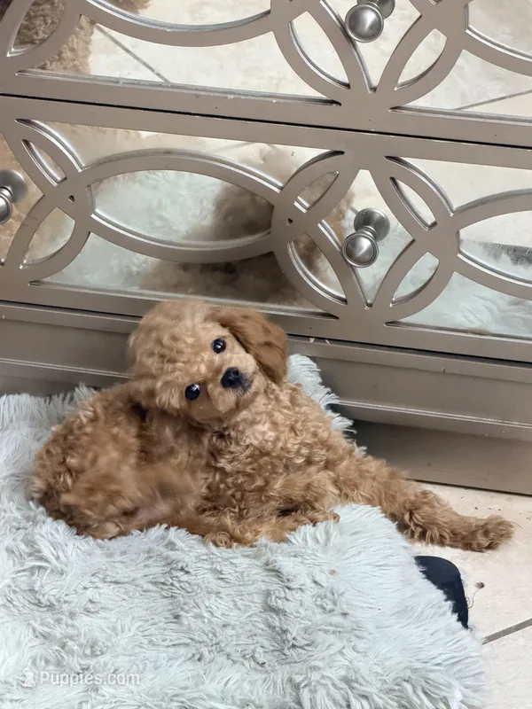 Toy poodle  – Poodle - Toy  puppy for sale in Van Nuys, CA