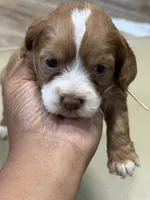 Everest , a female Cockapoo for sale in Greensboro, NC – 6 of 7