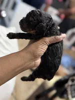Cosmic, a male Cockapoo for sale in Greensboro, NC – 4 of 5