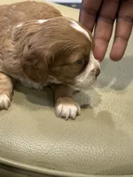 Everest , a female Cockapoo for sale in Greensboro, NC – 2 of 7