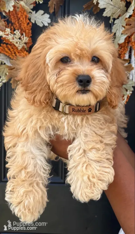 Rubble – Cockapoo puppy for sale in Greensboro, NC