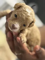 Biscuit , a male Cockapoo for sale in Greensboro, NC – 4 of 4