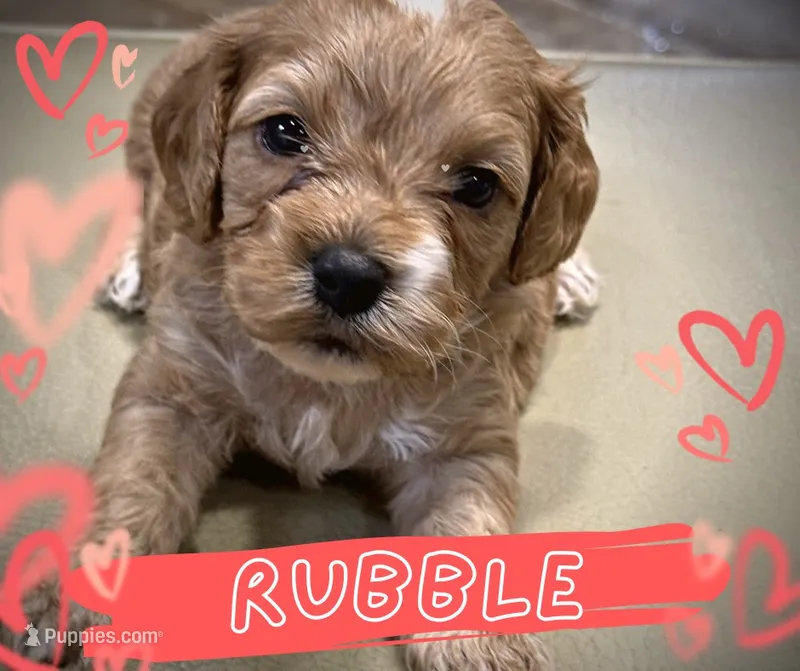 Rubble – Cockapoo puppy for sale in Greensboro, NC