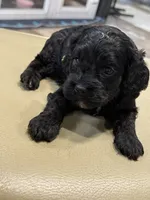 Rocky , a male Cockapoo for sale in Greensboro, NC – 2 of 6