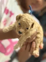 Polo, a male Cockapoo for sale in Greensboro, NC – 5 of 5