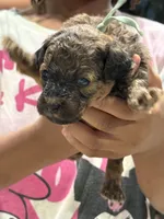 Ziggy, a male Cockapoo for sale in Greensboro, NC – 4 of 6