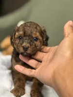 Ziggy, a male Cockapoo for sale in Greensboro, NC – 3 of 6