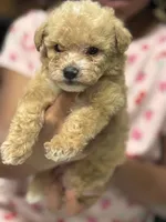 Aspen, a male Poodle - Toy  for sale in Greensboro, NC – 5 of 5