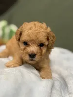 Polo, a male Cockapoo for sale in Greensboro, NC – 3 of 5