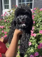 Rocky , a male Cockapoo for sale in Greensboro, NC – 2 of 8