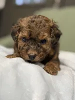 Ziggy, a male Cockapoo for sale in Greensboro, NC – 2 of 6