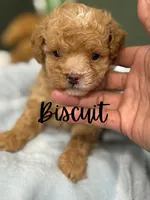 Biscuit , a male Cockapoo for sale in Greensboro, NC – 1 of 4