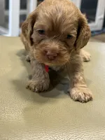 Marshall, a male Cockapoo for sale in Greensboro, NC – 3 of 5