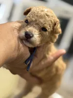 Aspen, a male Poodle - Toy  for sale in Greensboro, NC – 3 of 5
