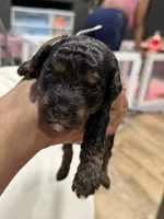 Cosmic, a male Cockapoo for sale in Greensboro, NC – 5 of 5