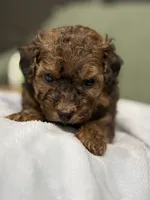 Ziggy, a male Cockapoo for sale in Greensboro, NC – 5 of 6