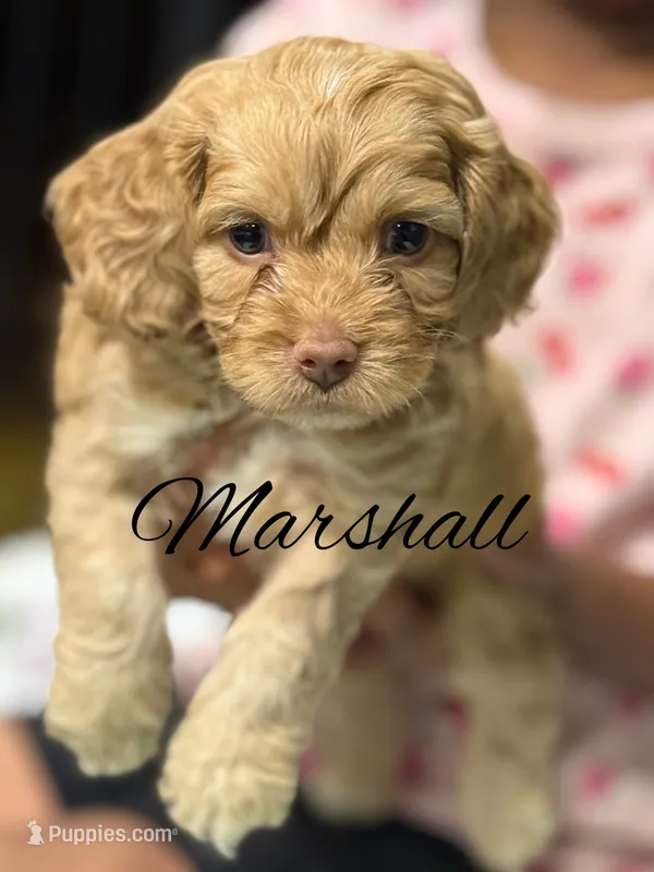 Marshall – Cockapoo puppy for sale in Greensboro, NC