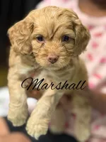 Marshall, a male Cockapoo for sale in Greensboro, NC – 1 of 5