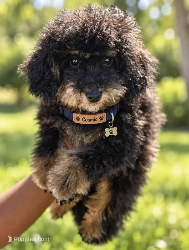 Cosmic – Cockapoo puppy for sale in Greensboro, NC