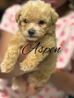 Aspen, a male Poodle - Toy  for sale in Greensboro, NC – 2 of 5