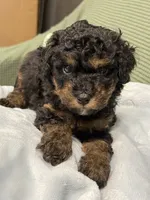 Cosmic, a male Cockapoo for sale in Greensboro, NC – 2 of 5