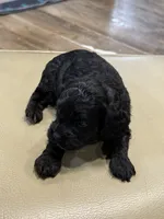 Rocky , a male Cockapoo for sale in Greensboro, NC – 6 of 6