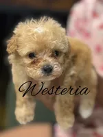 Westeria , a female Poodle - Toy  for sale in Greensboro, NC – 2 of 4