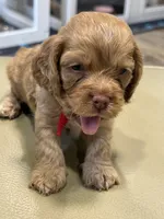 Marshall, a male Cockapoo for sale in Greensboro, NC – 5 of 5
