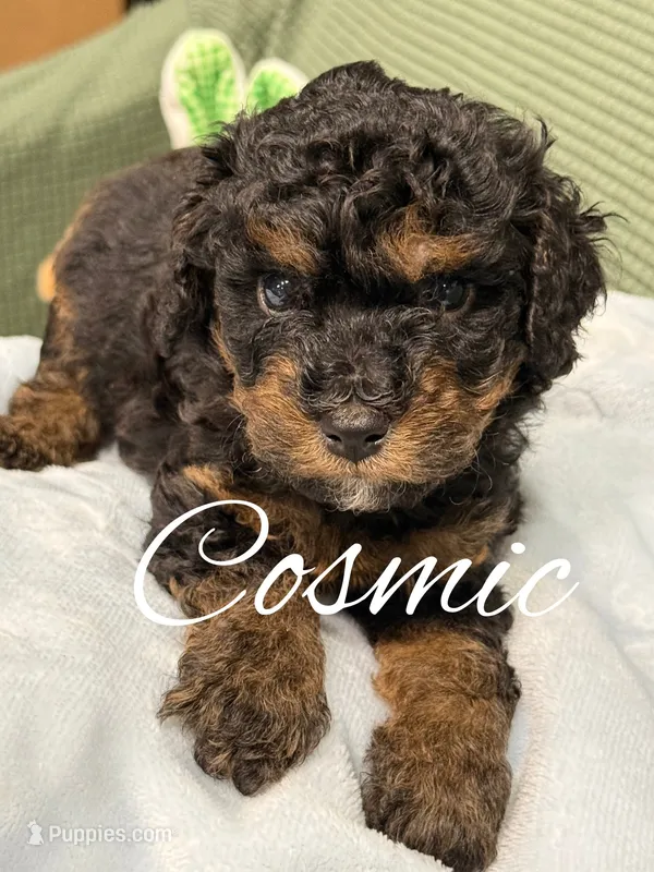 Cosmic – Cockapoo puppy for sale in Greensboro, NC