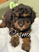 Cosmic, a male Cockapoo for sale in Greensboro, NC – 1 of 5