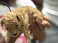 Polo, a male Cockapoo for sale in Greensboro, NC – 4 of 5