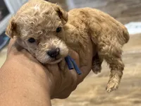 Aspen, a male Poodle - Toy  for sale in Greensboro, NC – 4 of 5