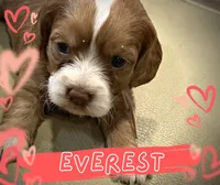 Everest , a female Cockapoo for sale in Greensboro, NC – 7 of 7