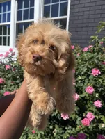Marshall, a male Cockapoo for sale in Greensboro, NC – 7 of 7