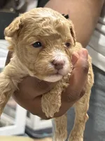 Biscuit , a male Cockapoo for sale in Greensboro, NC – 3 of 4