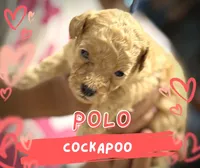 Polo, a male Cockapoo for sale in Greensboro, NC – 2 of 5
