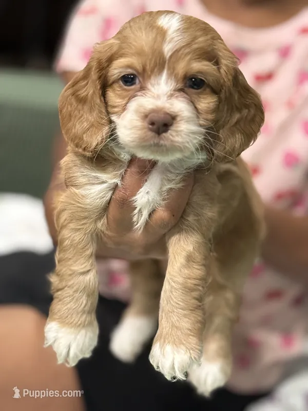 Everest  – Cockapoo puppy for sale in Greensboro, NC