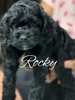 Rocky , a male Cockapoo for sale in Greensboro, NC – 1 of 6