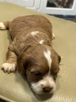 Everest , a female Cockapoo for sale in Greensboro, NC – 3 of 7