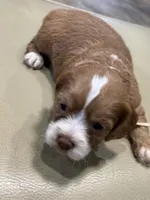 Everest , a female Cockapoo for sale in Greensboro, NC – 5 of 7