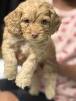 Marshall, a male Cockapoo for sale in Greensboro, NC – 2 of 5