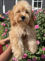 Rubble, a male Cockapoo for sale in Greensboro, NC – 2 of 4